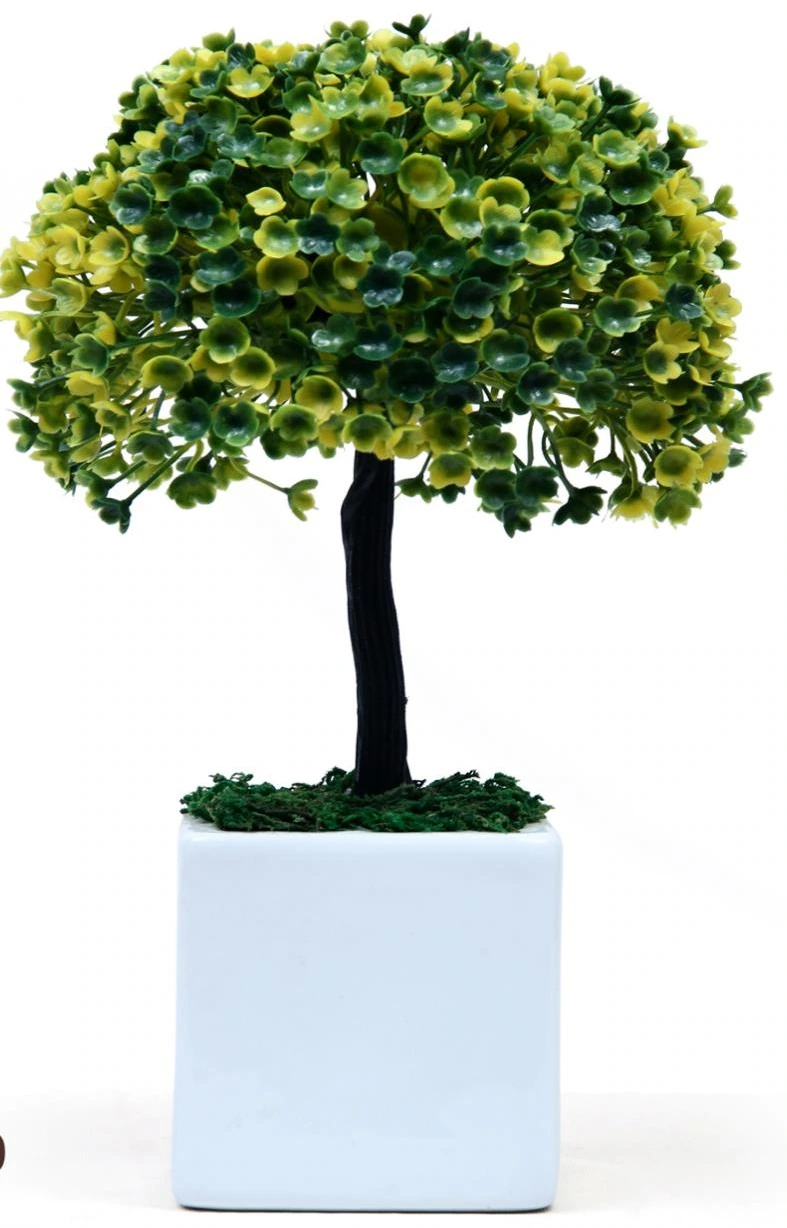 Single Bonsai tree